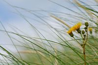 Dune grass