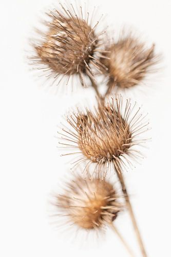 Gedroogde bloem met haakjes