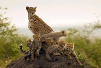 Mère Guépard (Acinonyx jubatus) avec six petits à l'affût sur une colline de termites