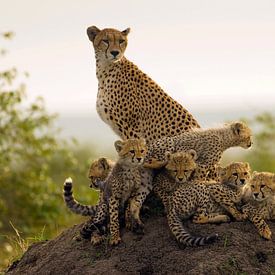 Gepardenmutter mit Jungen auf einem Termitenhügel von Nature in Stock