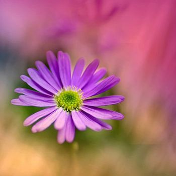 Australisches Gänseblümchen