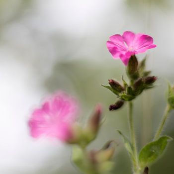 Nature en flou artistique 1