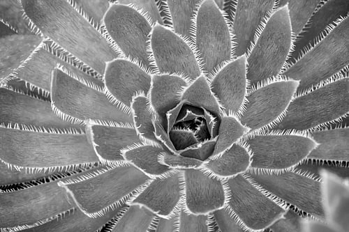 Highlighting the high-contrast textures of a beautiful plant