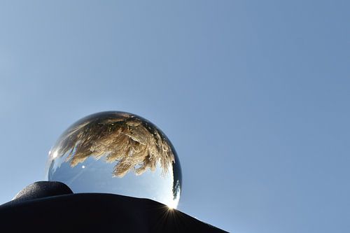 Glazen bol siergras en blauwe lucht