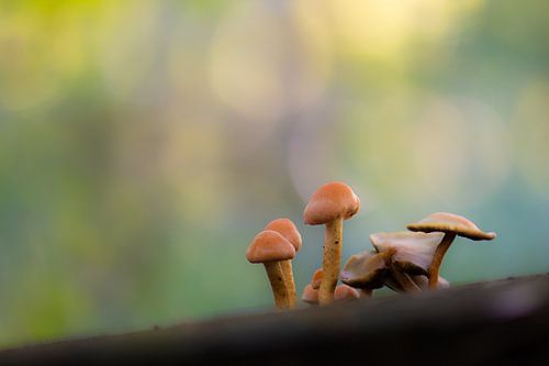 fungi with colorful background