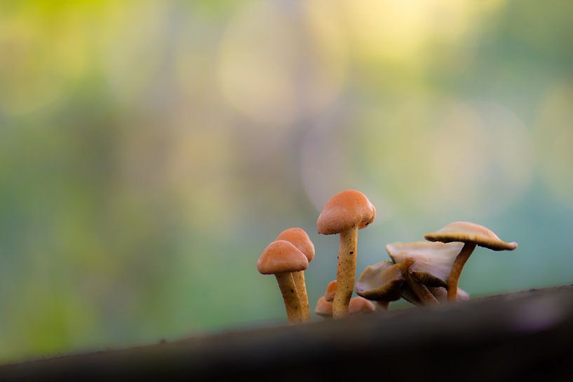 Pilze mit farbigem Hintergrund von Tania Perneel