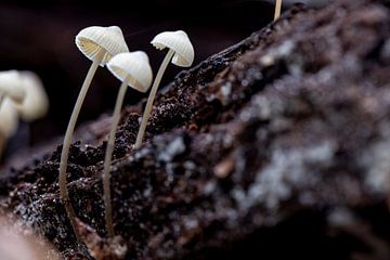 Drie witte paddenstoelen op een stuk schors van Hans de Waay