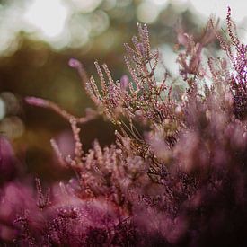 Heidekraut Blume von Yara Verstappen