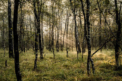 Birch Woodland in Soft Golden Light