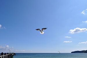 einbeinige Möve im Flug zur Seebrücke in Binz