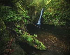 Cascada Cascada Gorgollon Chute d'eau dans la forêt des Asturies