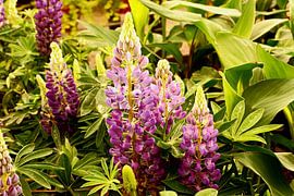 Colorful Pink oily flowers by Dennie de Jong