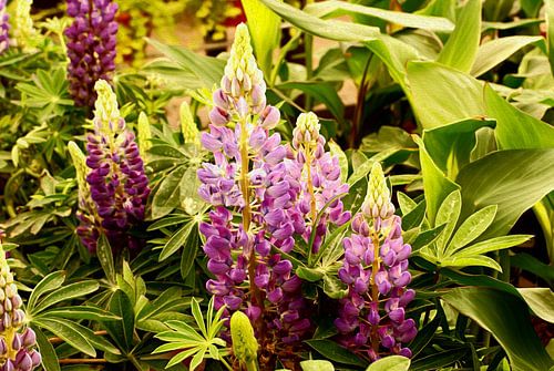 Colorful Pink oily flowers
