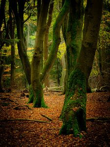 Explosion des couleurs d'automne