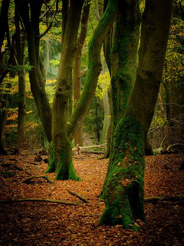 Exploderende herfstkleuren
