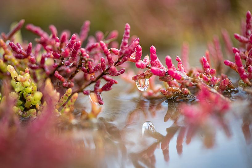 Une perle parmi les salicornes en fleur par Marja Lok