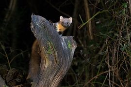 tree marten