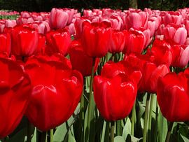 Stralende tulpen by Ronald Wakker