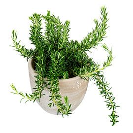 Fresh rosemary in a flower pot against a white background by ManfredFotos