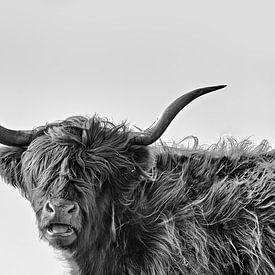 Sturdy Highland cow in black and white