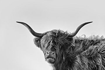 Lustige Schottische Hochlandkuh in Schwarz-Weiß von iPics Photography