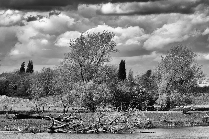 &quot;Nature seen achromatically&quot; by Wil Gulpen