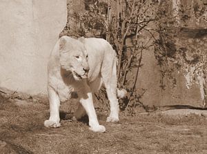 Weiße Löwin in Sepia