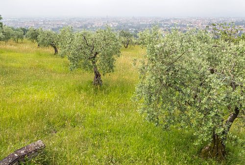 Olive grove