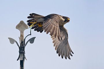 Wanderfalke ( Falco peregrinus ), Altvogel im Flug, beim Abflug von einer Kirchturmspitz, Kirchenkre