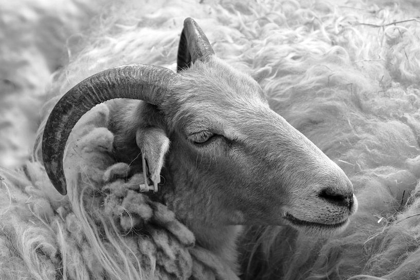 Unshorn Drents Heideschaap 2 von Jaap Tanis