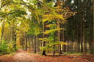 Paysage forestier avec hêtres