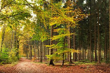 Forest landscape with beech trees by Corinne Welp