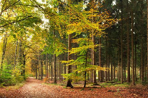 Forest landscape with beech trees