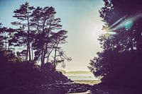 Tofino