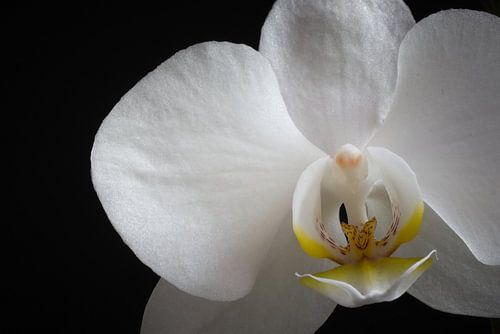 Phalaenopsis