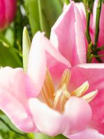 bloeiende roze tulp in lente-boeket