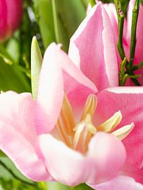 pink tulip in spring bouquet by Delphine Kesteloot
