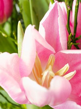 bloeiende roze tulp in lente-boeket van Delphine Kesteloot