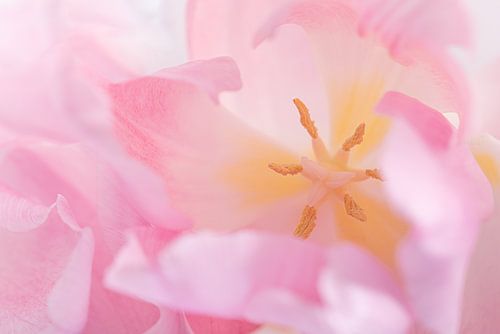 Licht roze tulp van bovenaf
