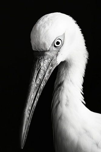 Storch