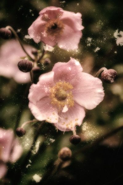 En robe rose  -  Anémone par Christine Nöhmeier
