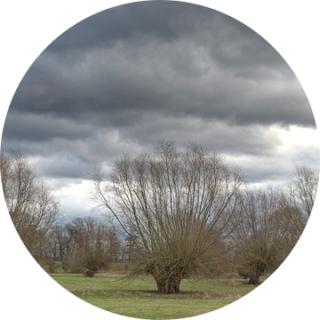 Knotwilgen aan de Himmelgeister Rheinbogen, Düsseldorf, Duitsland