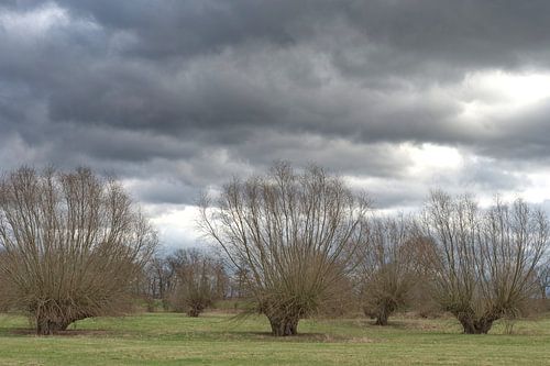 Pollarded willows at Himmelgeister Rhine bend,Düsseldorf,Germany
