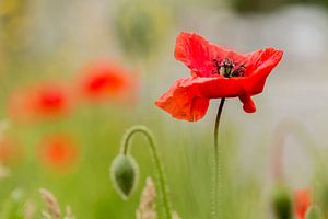 Summertime sur D. Henriquez