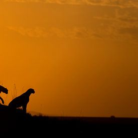 Silhouette Gepard von Pradyuman Samant