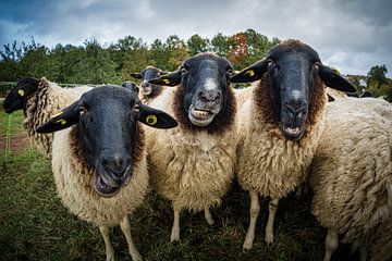 Moutons de la Rhön sur Andre Michaelis