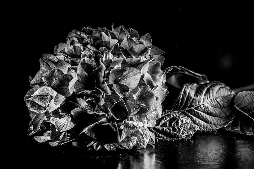 Stilleben mit Blume Schwarz-Weiß-Kontrast von Roland de Zeeuw