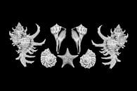 Shells by Elles Rijsdijk thumbnail