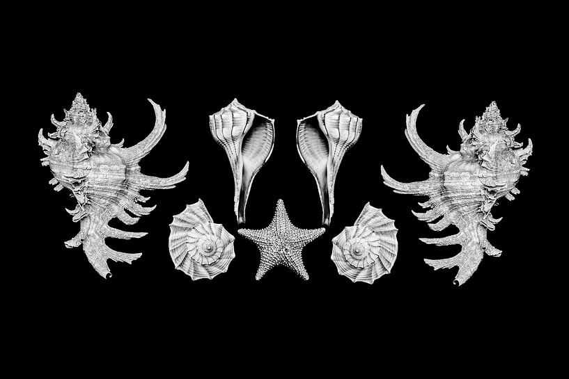 Shells by Elles Rijsdijk