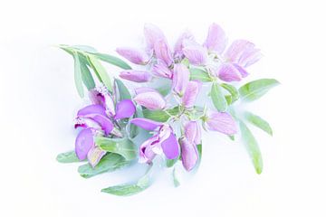Five purple cornflowers with white flowers on light green background by Cindy Mulder
